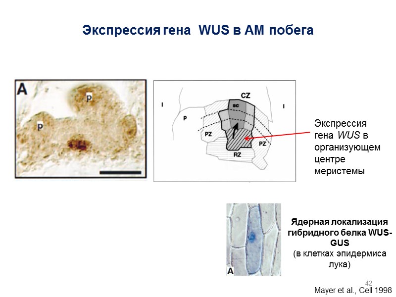 Ядерная локализация гибридного белка WUS-GUS  (в клетках эпидермиса лука) Экспрессия гена  WUS
